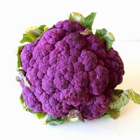 CAULIFLOWER PURPLE