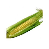 CORN COB